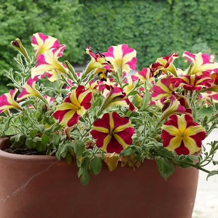 Ponte Pietra Bed and breakfast